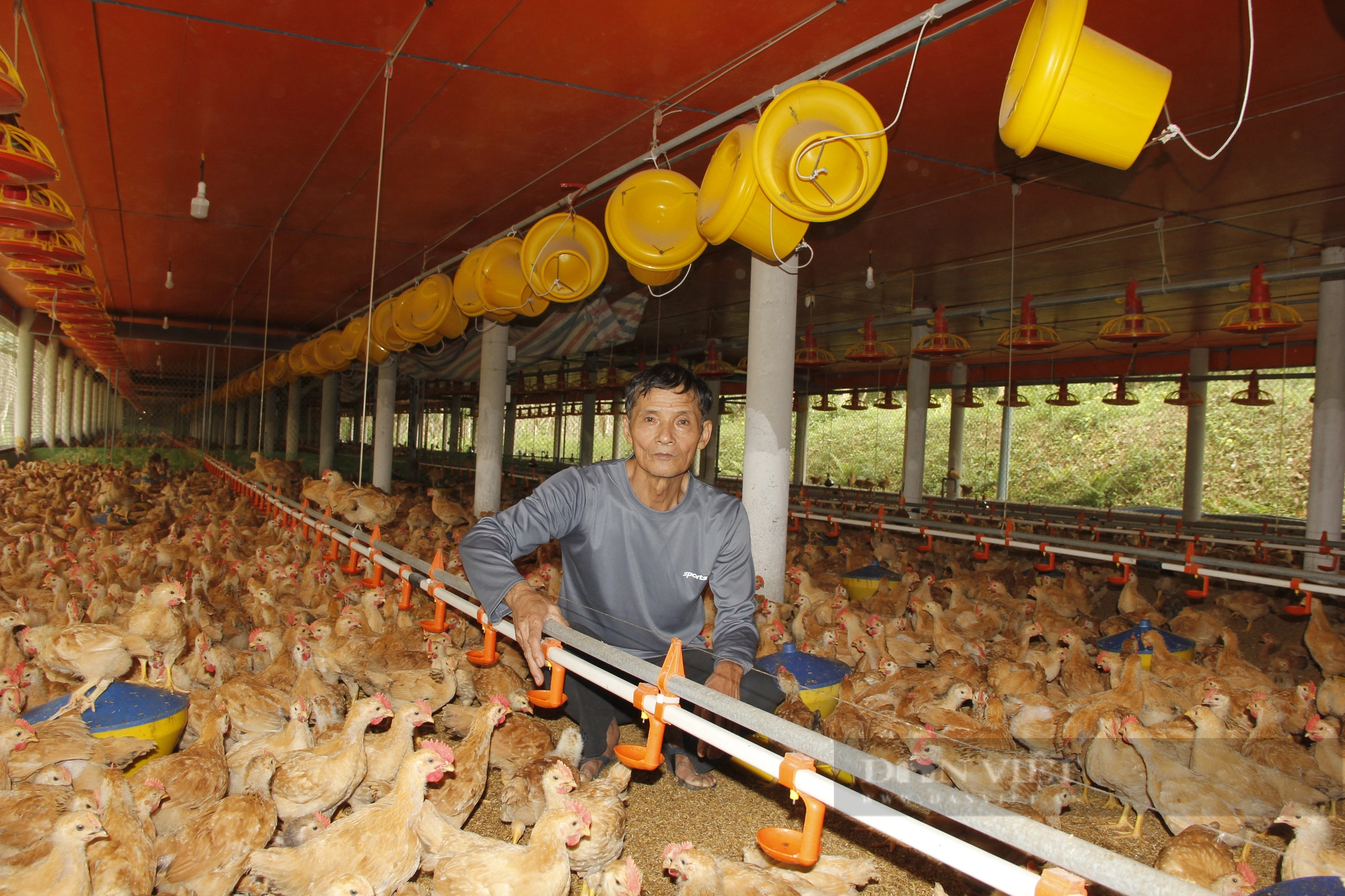 Nuôi 4 vạn con gà, người đàn ông 66 tuổi ở Quảng Trị lãi 600 triệu đồng mỗi năm - Ảnh 4.