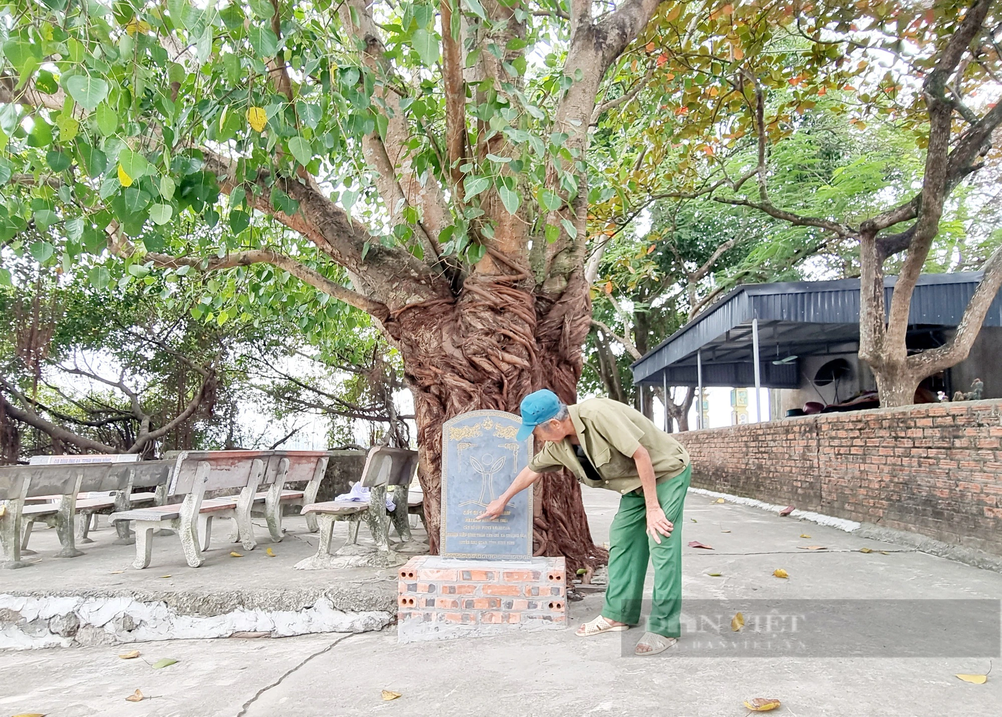 Một ngôi đình ở Ninh Bình thờ Tam vị Thánh Tản, bao quanh có 4 cây cổ thụ được công nhận cây Di sản - Ảnh 2.