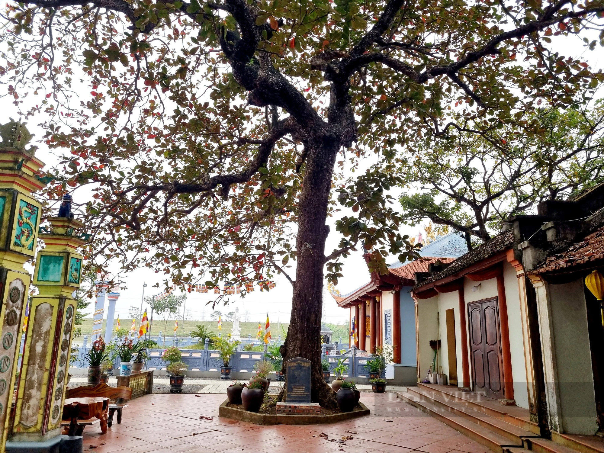 Một ngôi đình ở Ninh Bình thờ Tam vị Thánh Tản, bao quanh có 4 cây cổ thụ được công nhận cây Di sản - Ảnh 3.