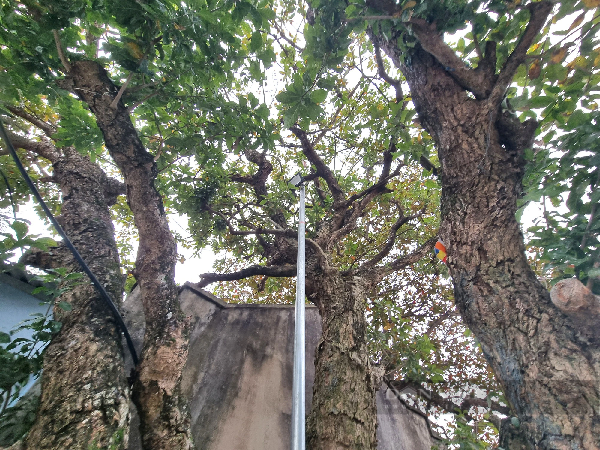 Một ngôi đình ở Ninh Bình thờ Tam vị Thánh Tản, bao quanh có 4 cây cổ thụ được công nhận cây Di sản - Ảnh 5.