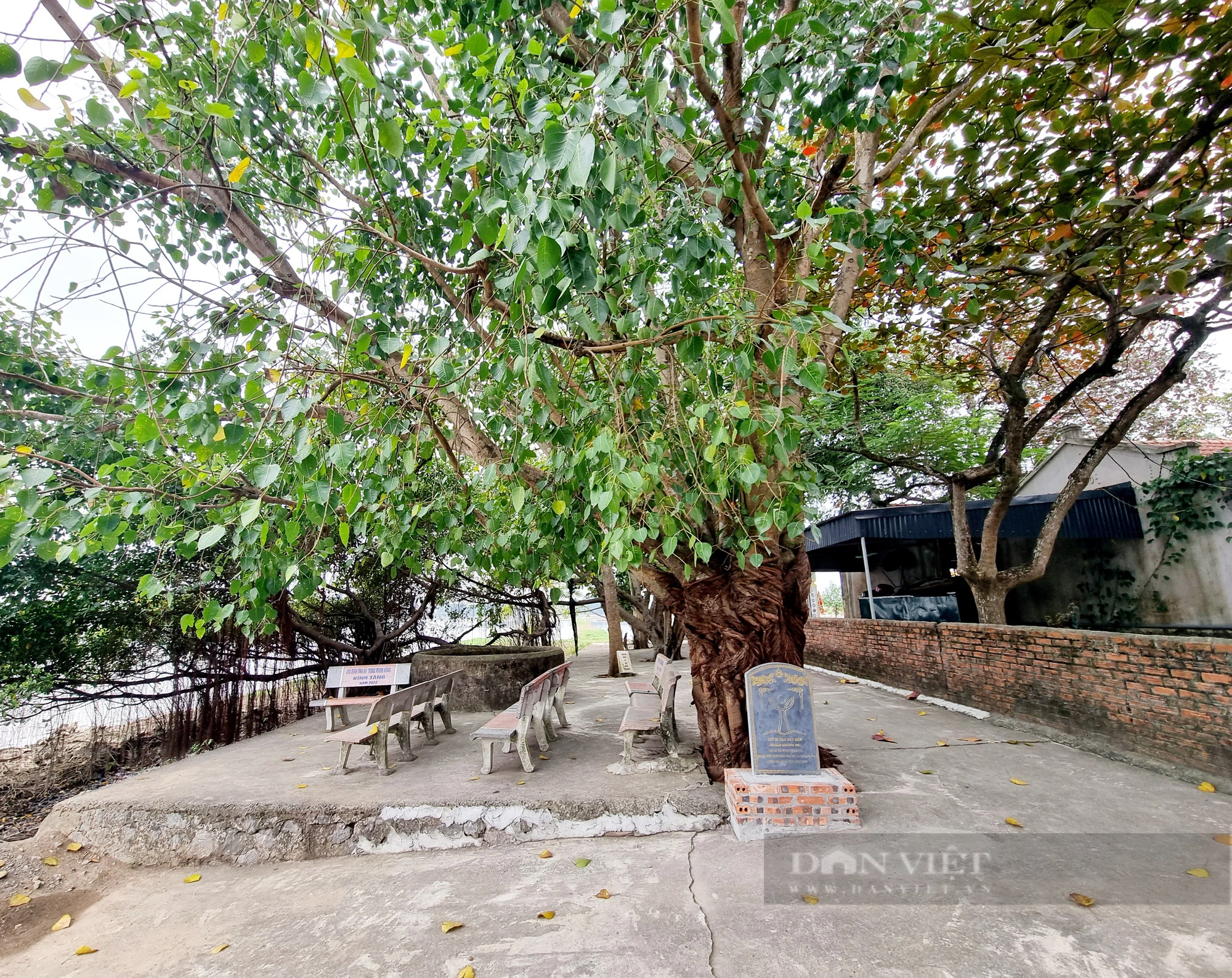 Một ngôi đình ở Ninh Bình thờ Tam vị Thánh Tản, bao quanh có 4 cây cổ thụ được công nhận cây Di sản - Ảnh 6.