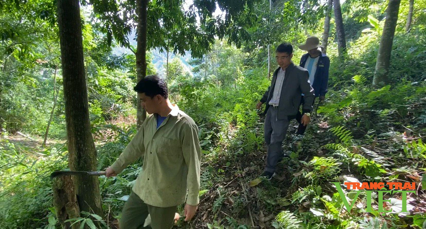 Chi trả dịch vụ môi trường rừng: Góp phần thay đổi diện mạo nông thôn ở Lai Châu - Ảnh 2.