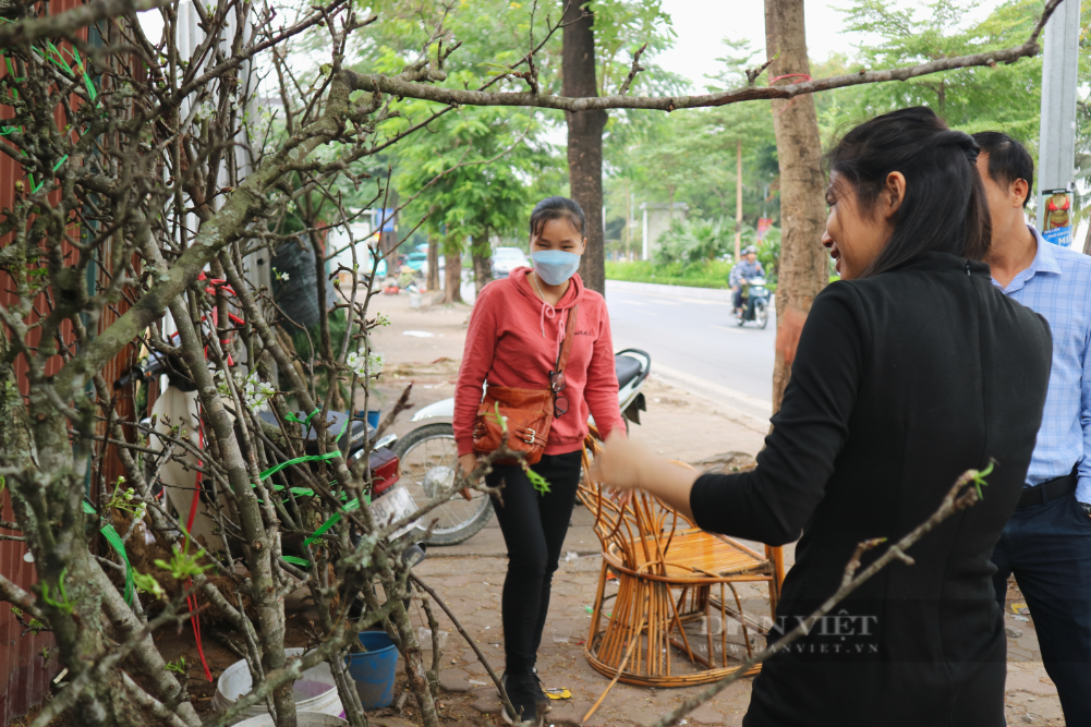 Người Hà Nội mua đào nở sớm dù 2 tháng nữa mới đến Tết Nguyên đán - Ảnh 5.