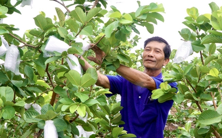 Trồng loại quả ngon, bán dễ, cứ 1 công đất hái 1,5 tấn, nông dân Vĩnh Long tự trả lương cao cho mình