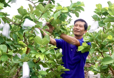 Trồng loại quả ngon, bán dễ, cứ 1 công đất hái 1,5 tấn, nông dân Vĩnh Long tự trả lương cao cho mình - Ảnh 1.