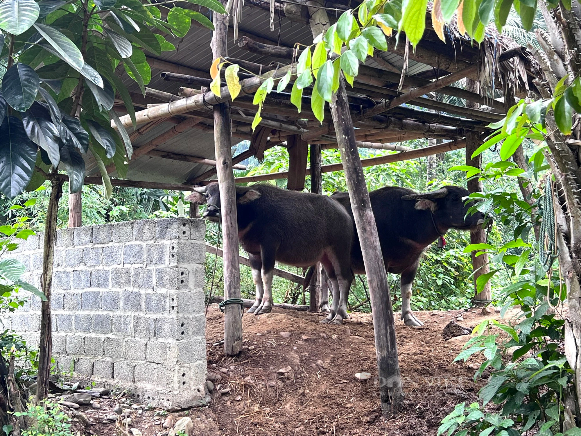 14 năm, 119 hộ dân thôn Thanh Sơn, huyện Như Xuân (Thanh Hoá) “nằm chờ” tái định cư của dự án thủy điện Bản Mồng - Ảnh 7.