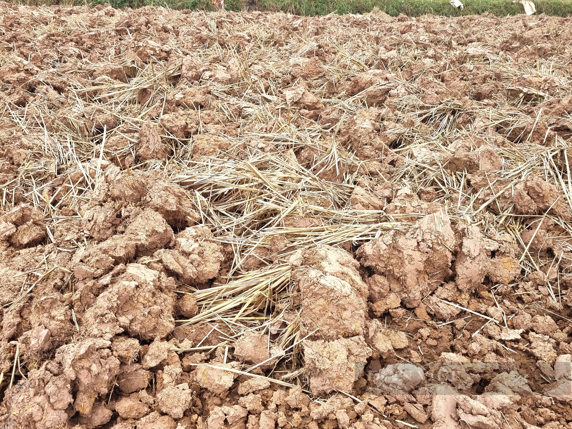 Khai thác đất mặt ruộng trái phép trên cánh đồng ở Ninh Bình - Ảnh 10.