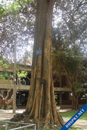 Top 6 cây cổ thụ bí ẩn nhất Việt Nam, có cây ổi &quot;biết cười&quot; ở Thanh Hóa, cây đa &quot;biết đi&quot; ở Ninh Bình - Ảnh 3.