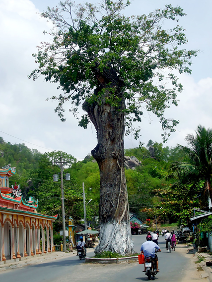 Top 6 cây cổ thụ bí ẩn nhất Việt Nam, có cây ổi &quot;biết cười&quot; ở Thanh Hóa, cây đa &quot;biết đi&quot; ở Ninh Bình - Ảnh 5.