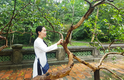 Top 6 cây cổ thụ bí ẩn nhất Việt Nam, có cây ổi &quot;biết cười&quot; ở Thanh Hóa, cây đa &quot;biết đi&quot; ở Ninh Bình - Ảnh 7.