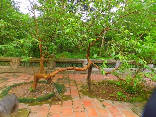 Top 6 cây cổ thụ bí ẩn nhất Việt Nam, có cây ổi &quot;biết cười&quot; ở Thanh Hóa, cây đa &quot;biết đi&quot; ở Ninh Bình - Ảnh 6.