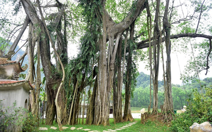 Top 6 cây cổ thụ bí ẩn nhất Việt Nam, có cây ổi &quot;biết cười&quot; ở Thanh Hóa, cây đa &quot;biết đi&quot; ở Ninh Bình