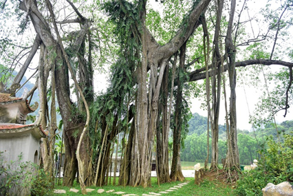 Top 6 cây cổ thụ bí ẩn nhất Việt Nam, có cây ổi &quot;biết cười&quot; ở Thanh Hóa, cây đa &quot;biết đi&quot; ở Ninh Bình - Ảnh 9.