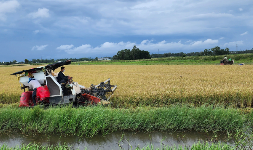 Nông dân kỳ vọng lớn vào mô hình canh tác theo chuỗi giá trị lúa gạo - Ảnh 5.