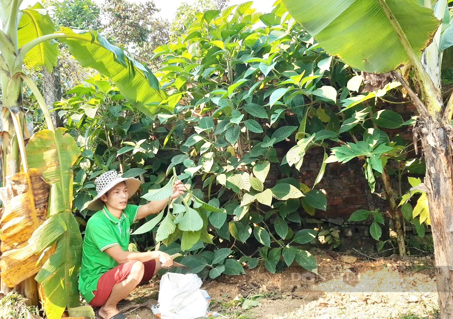 Nuôi con đặc sản “mặt dài như mặt ngựa”, ăn toàn rau xanh, 9X Đà Nẵng hễ nói bán là hết sạch- Ảnh 4.