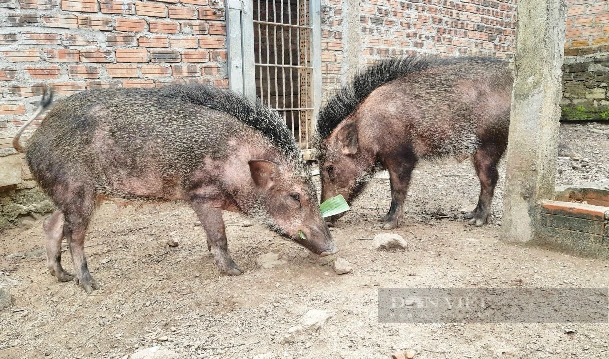 Nuôi con đặc sản “mặt dài như mặt ngựa”, ăn toàn rau xanh, 9X Đà Nẵng hễ nói bán là hết sạch- Ảnh 5.