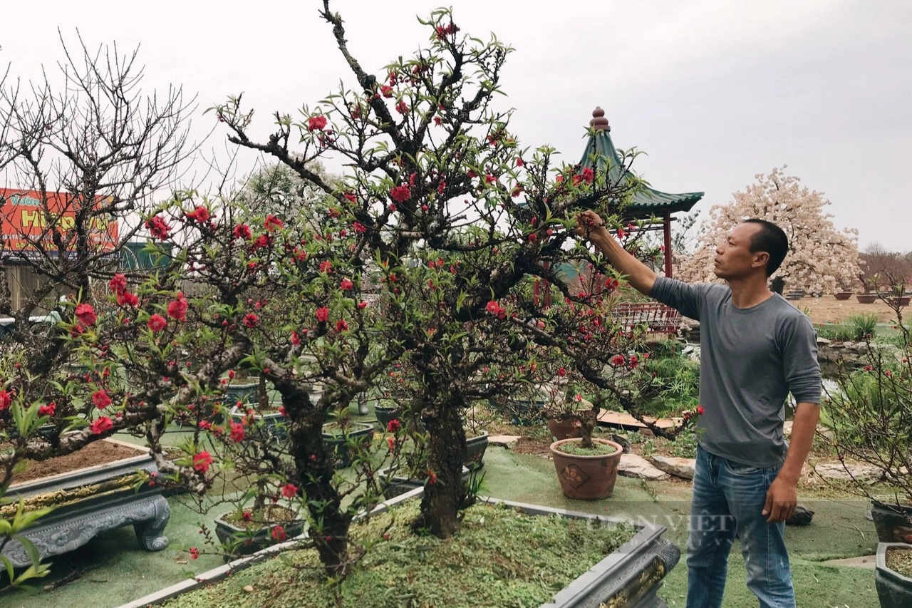 Thời tiết nắng ấm, đào &quot;tiến Vua&quot; sẽ phải &quot;nằm&quot; điều hòa tránh nở sớm - Ảnh 1.