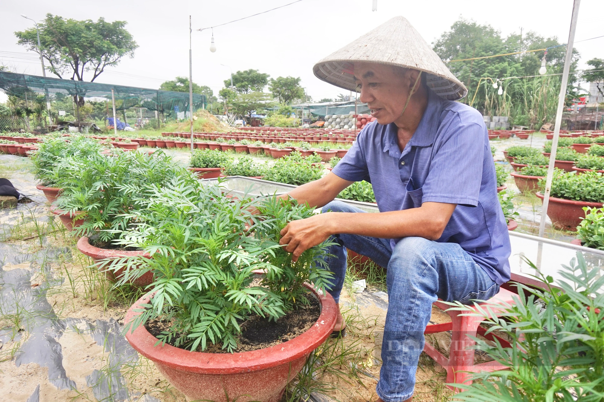 Tất bật chuẩn bị vụ hoa Tết 2024, nông dân Đà Nẵng kỳ vọng thắng lợi - Ảnh 2.