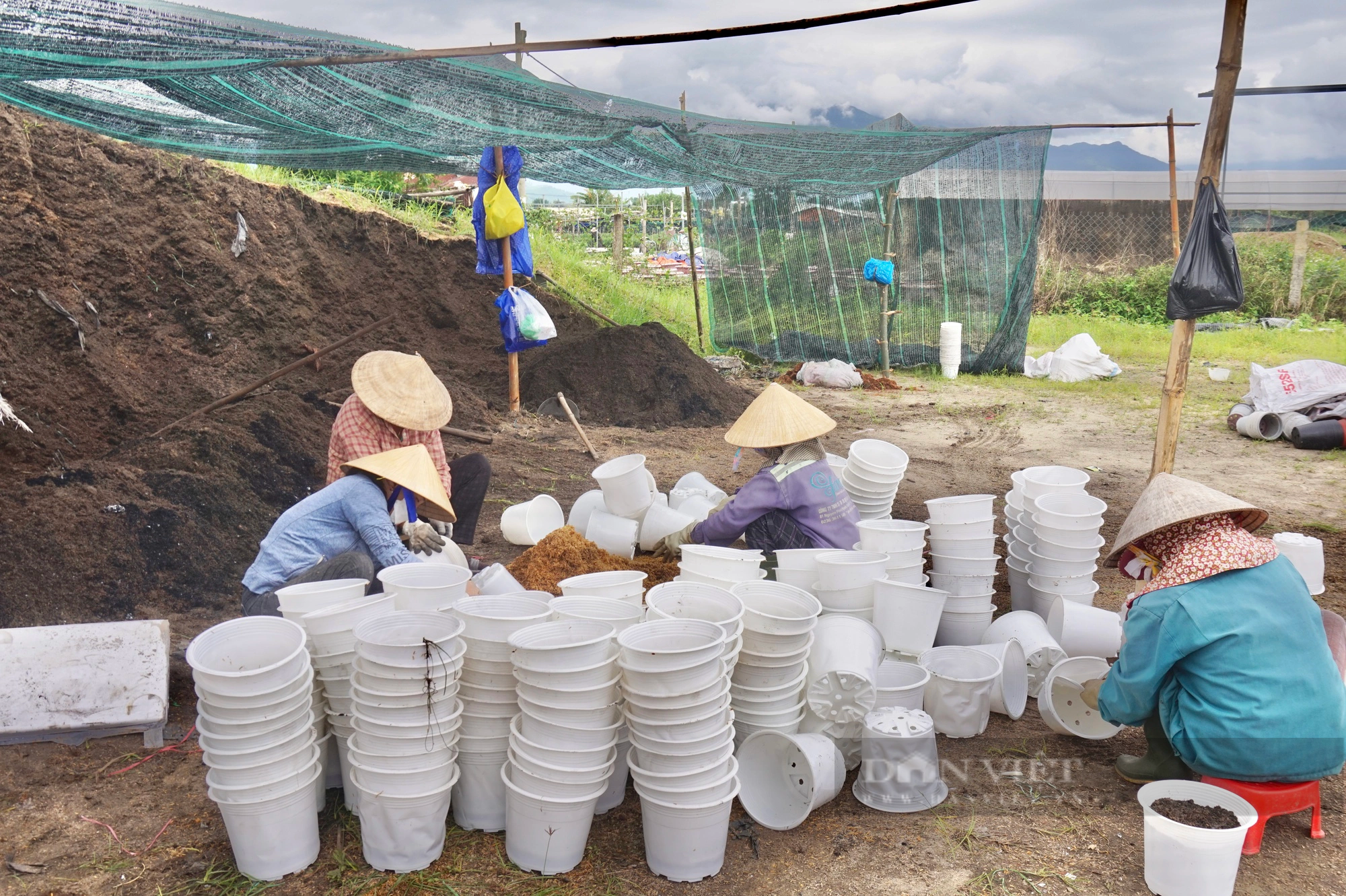 Tất bật chuẩn bị vụ hoa Tết 2024, nông dân Đà Nẵng kỳ vọng thắng lợi - Ảnh 4.