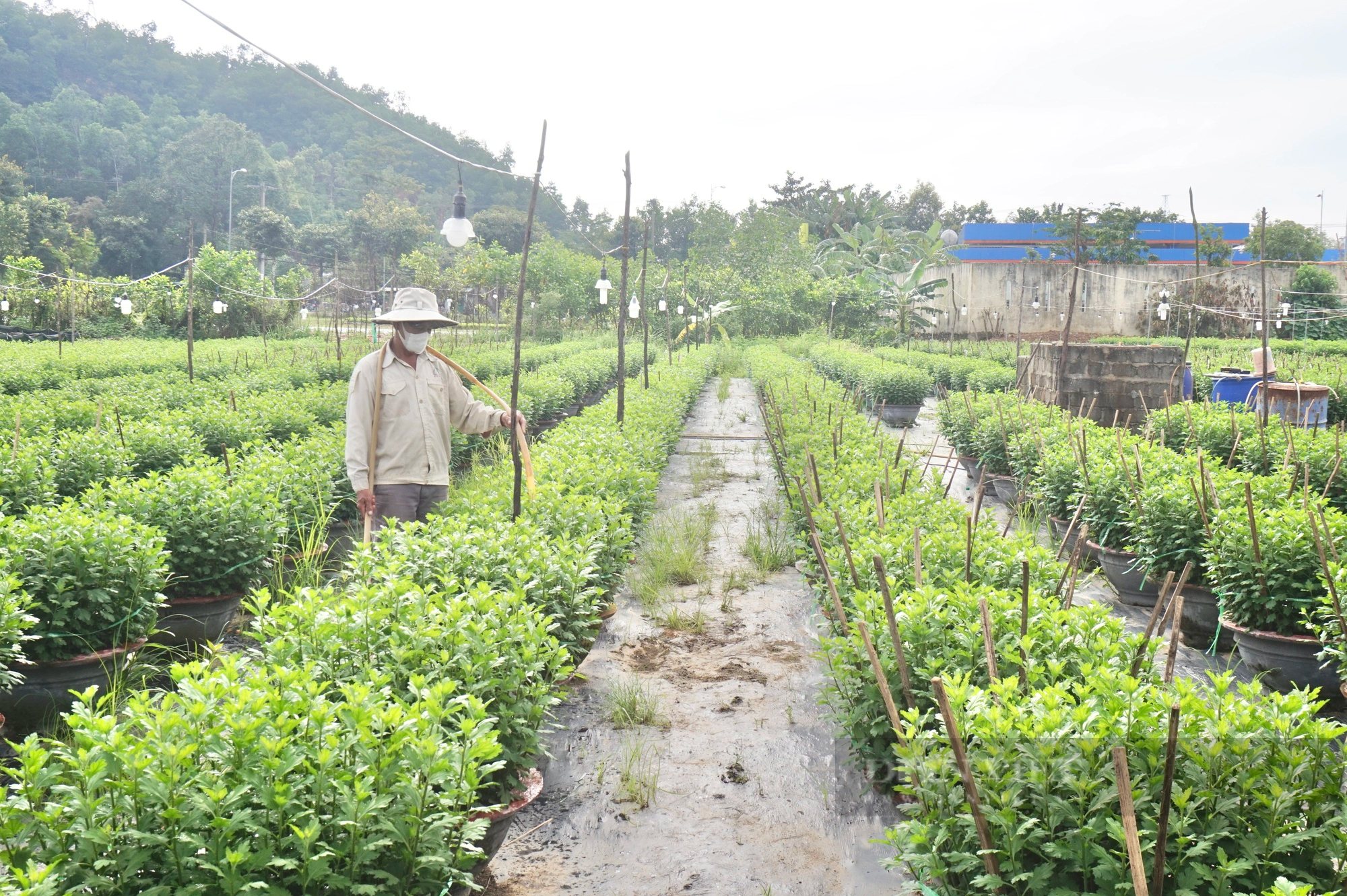 Tất bật chuẩn bị vụ hoa Tết 2024, nông dân Đà Nẵng kỳ vọng thắng lợi - Ảnh 10.