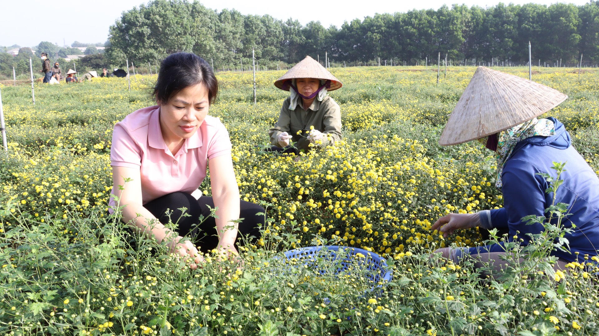 Nông dân Hà Nội trồng một loài hoa bé tí như cúc áo, đem phơi khô bán giá 600 triệu đồng/tấn - Ảnh 2.