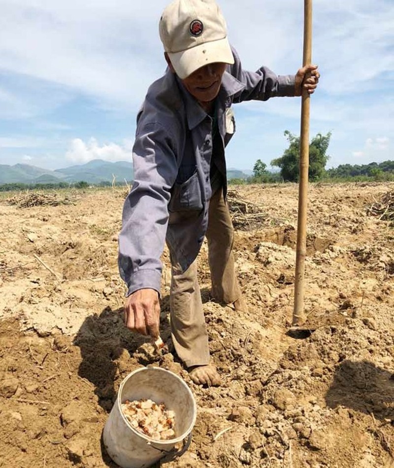 Một vùng đất cát mềm ở Quảng Ngãi, thấy dân vác cuốc đào nhặt một con vật làm đặc sản, ngó thấy có người sợ - Ảnh 2.