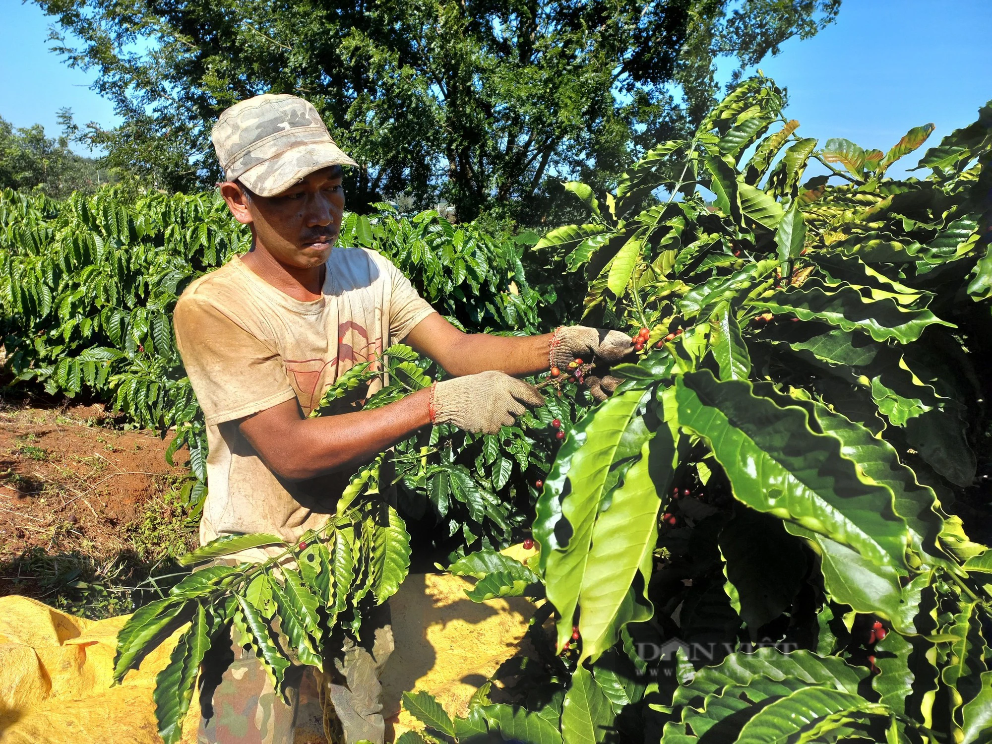 Thu hoạch cà phê ở Gia Lai 2023: Còn tình trạng hái xanh, non - Ảnh 1.
