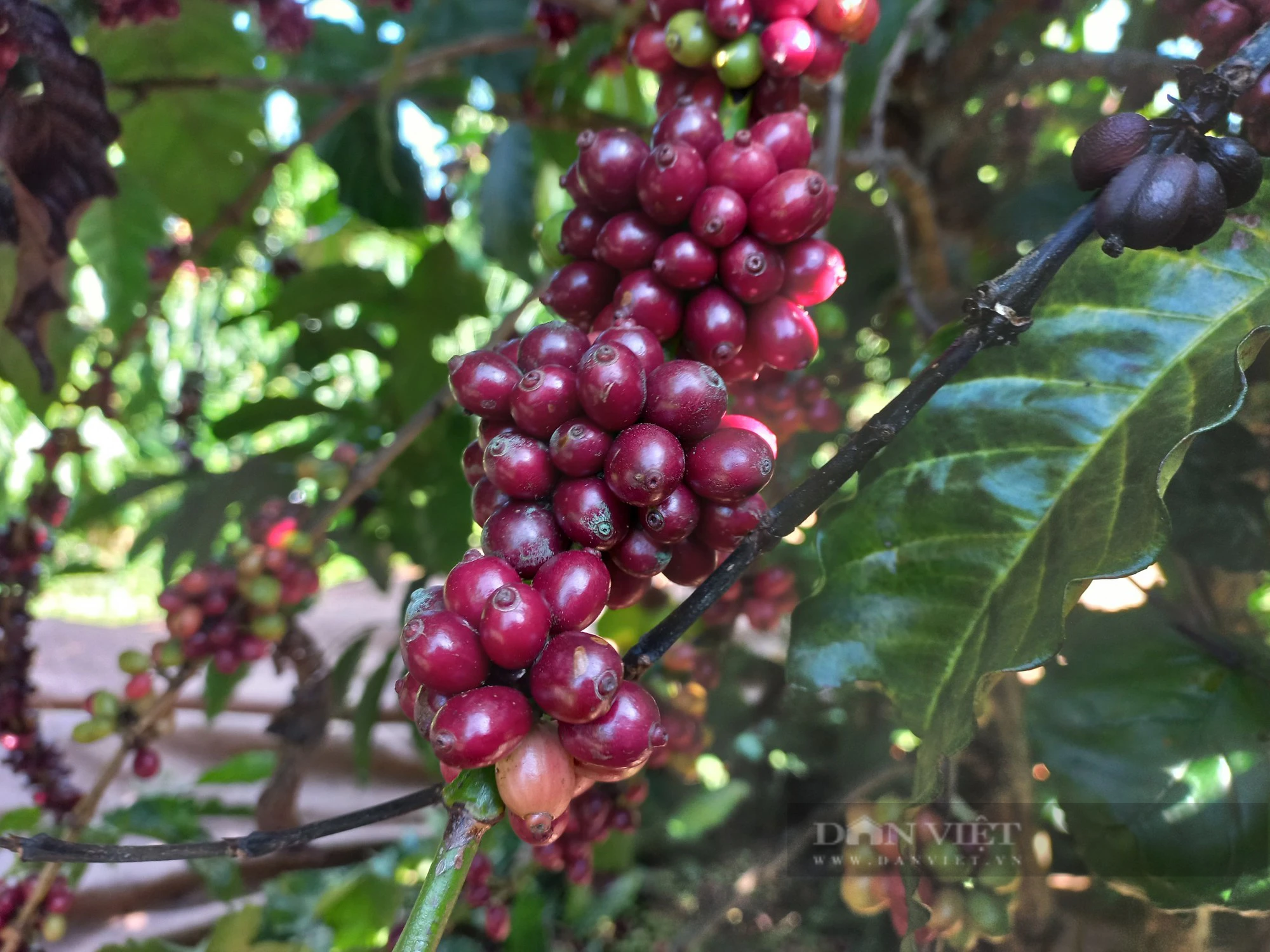 Thu hoạch cà phê ở Gia Lai 2023: Còn tình trạng hái xanh, non - Ảnh 2.