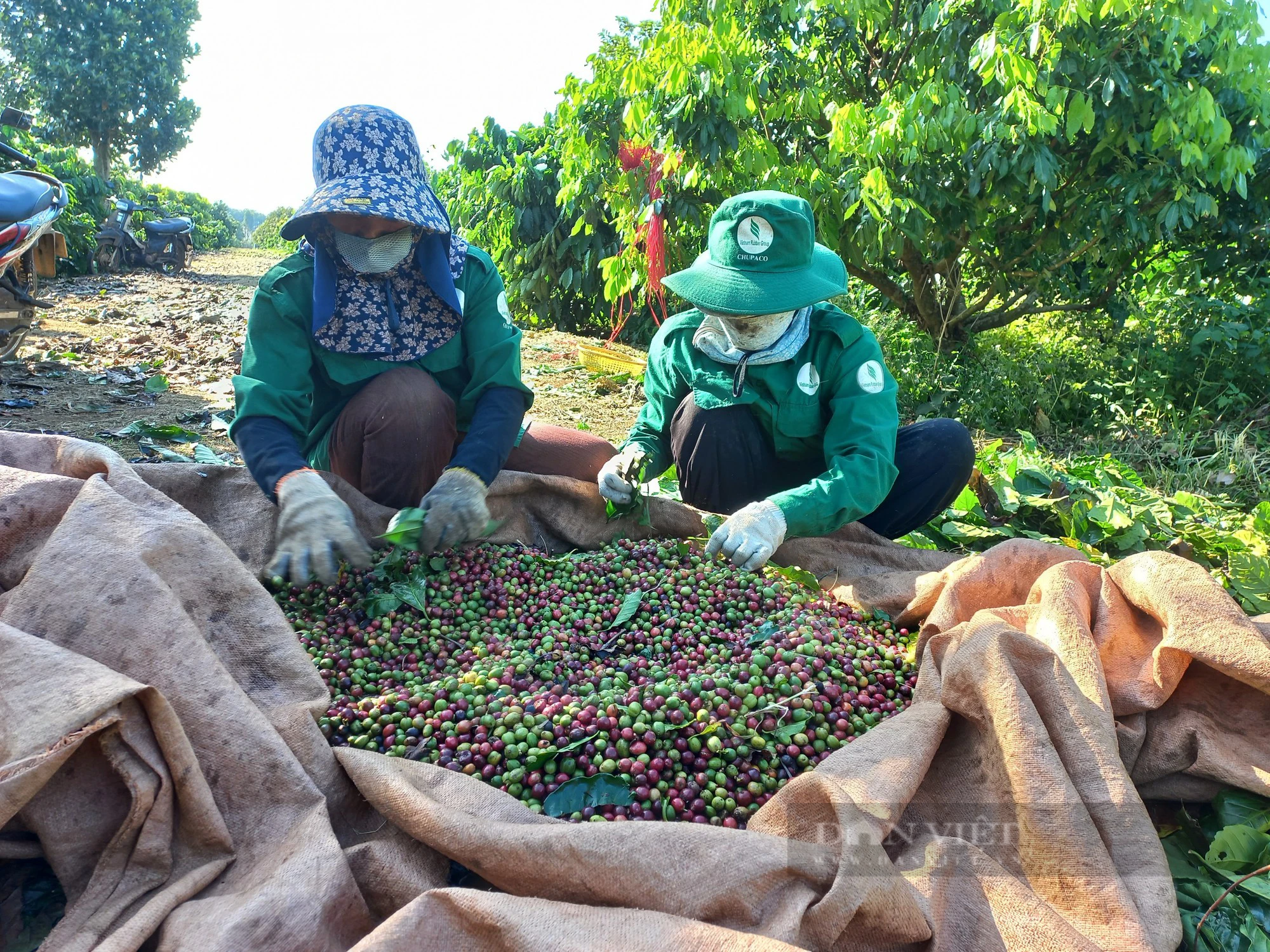 Thu hoạch cà phê ở Gia Lai 2023: Còn tình trạng hái xanh, non - Ảnh 3.