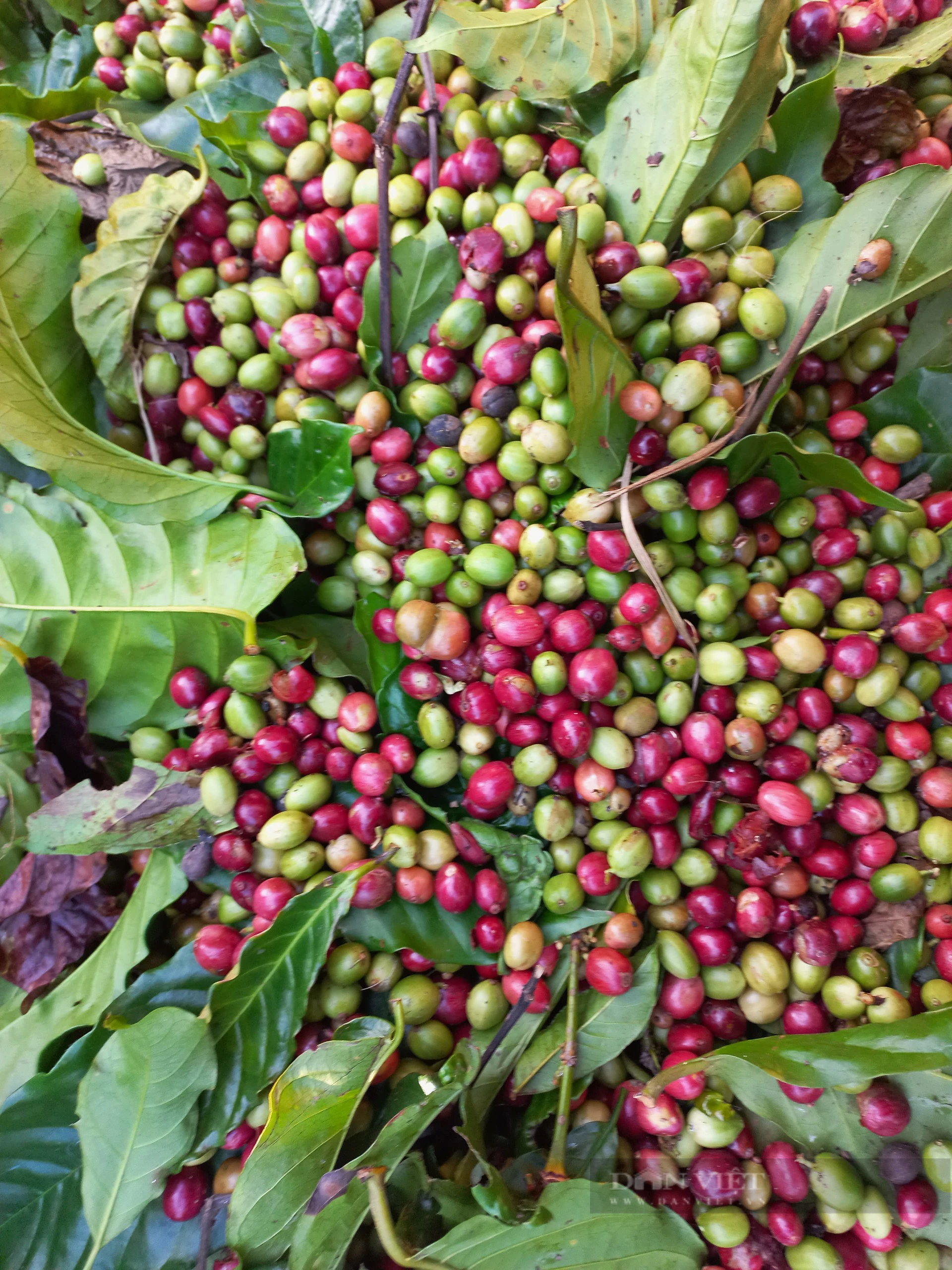 Thu hoạch cà phê ở Gia Lai 2023: Còn tình trạng hái xanh, non - Ảnh 4.