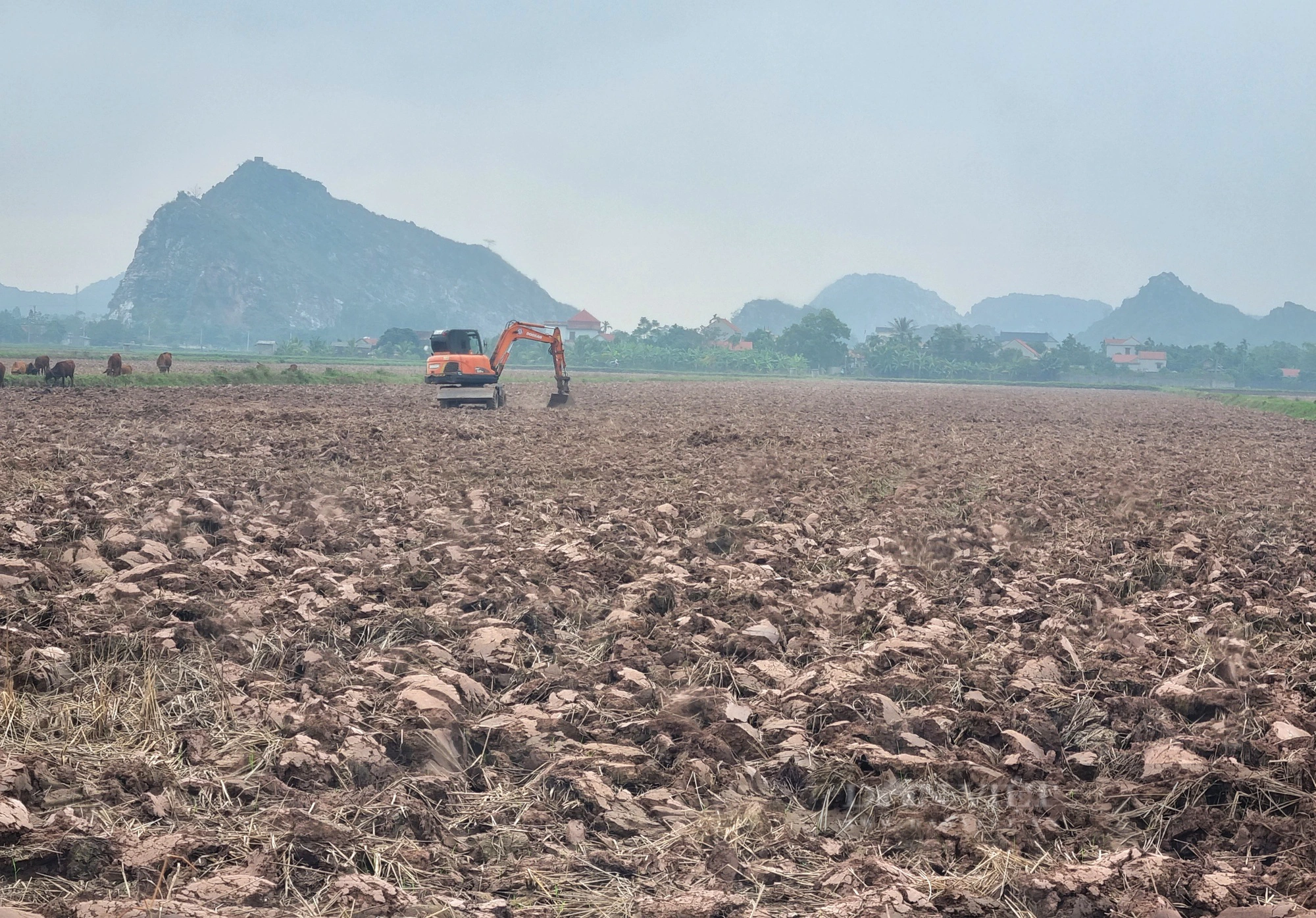 Dứt điểm việc mua bán đất mặt ruộng trái phép ở Ninh Bình sau phản của Báo Dân Việt - Ảnh 4.