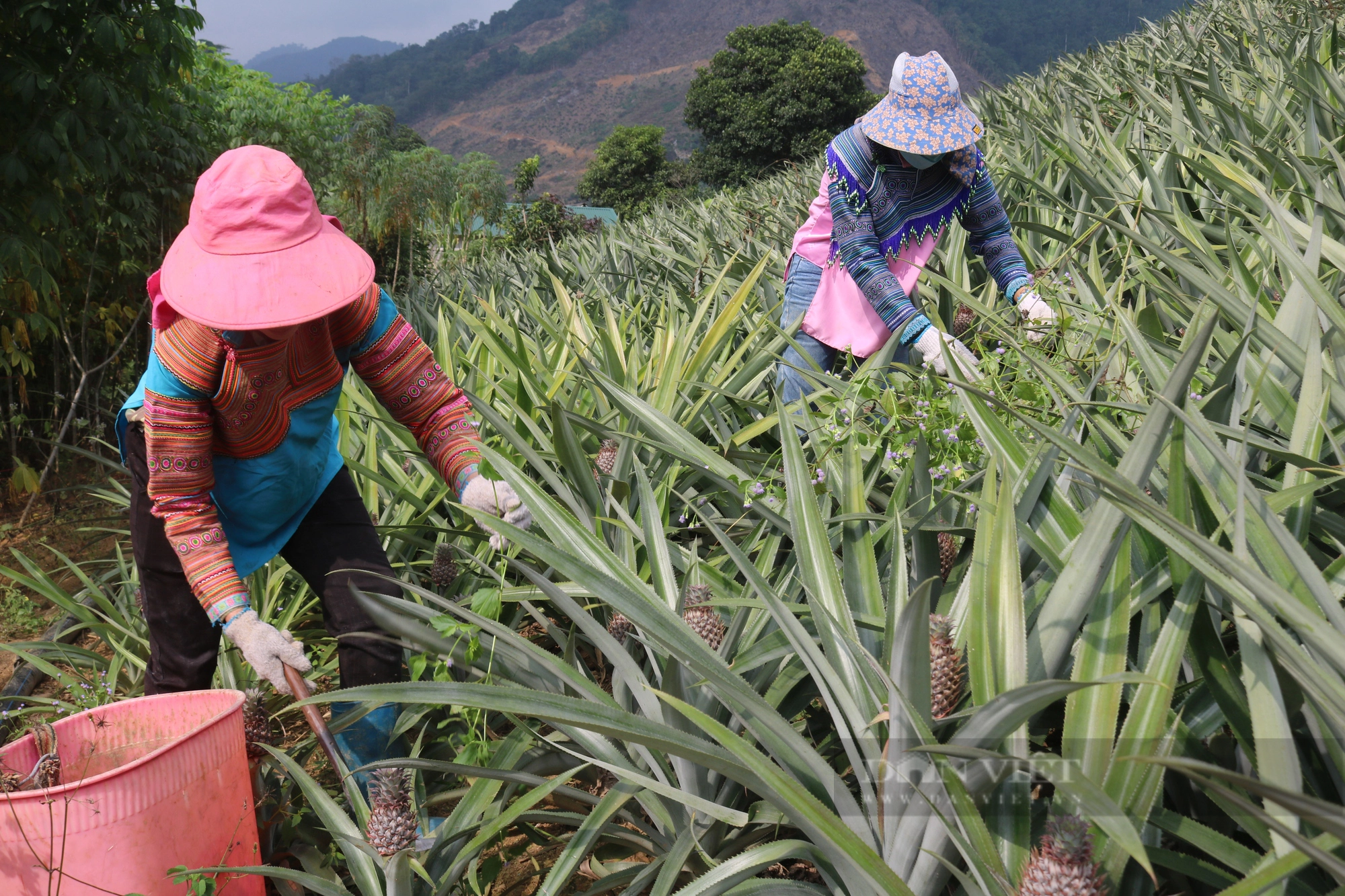 Tổ hội nông dân nghề nghiệp trồng dứa vùng biên ở Lào Cai mong muốn phát triển cây dứa bền vững - Ảnh 1.