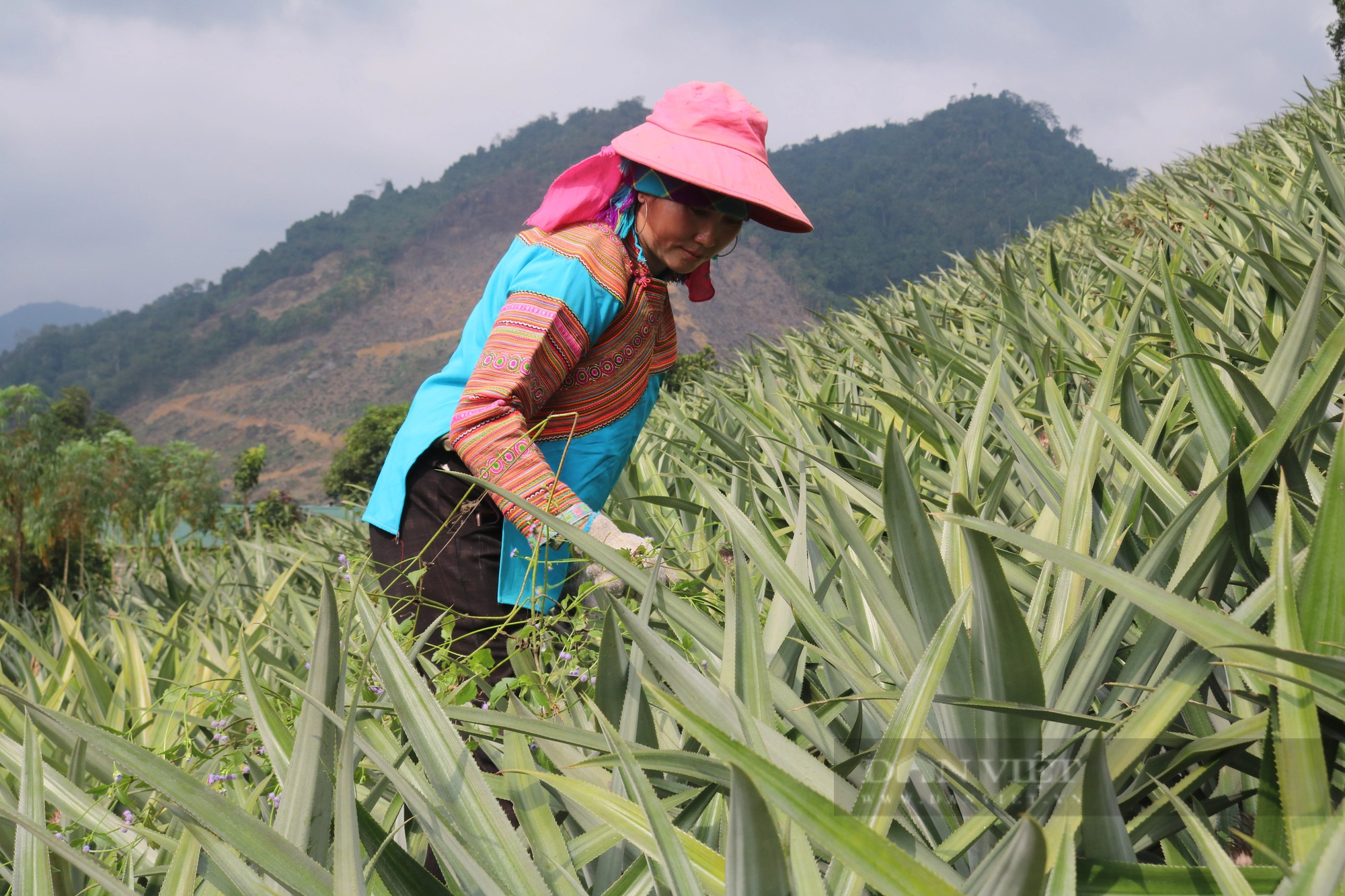 Tổ hội nông dân nghề nghiệp trồng dứa vùng biên ở Lào Cai mong muốn phát triển cây dứa bền vững - Ảnh 2.