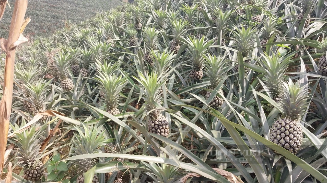 Tổ hội nông dân nghề nghiệp trồng dứa vùng biên ở Lào Cai mong muốn phát triển cây dứa bền vững - Ảnh 3.