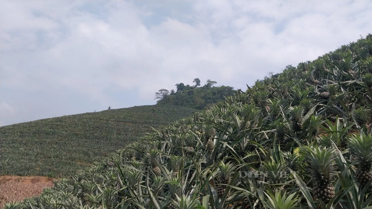 Tổ hội nông dân nghề nghiệp trồng dứa vùng biên ở Lào Cai mong muốn phát triển cây dứa bền vững - Ảnh 4.