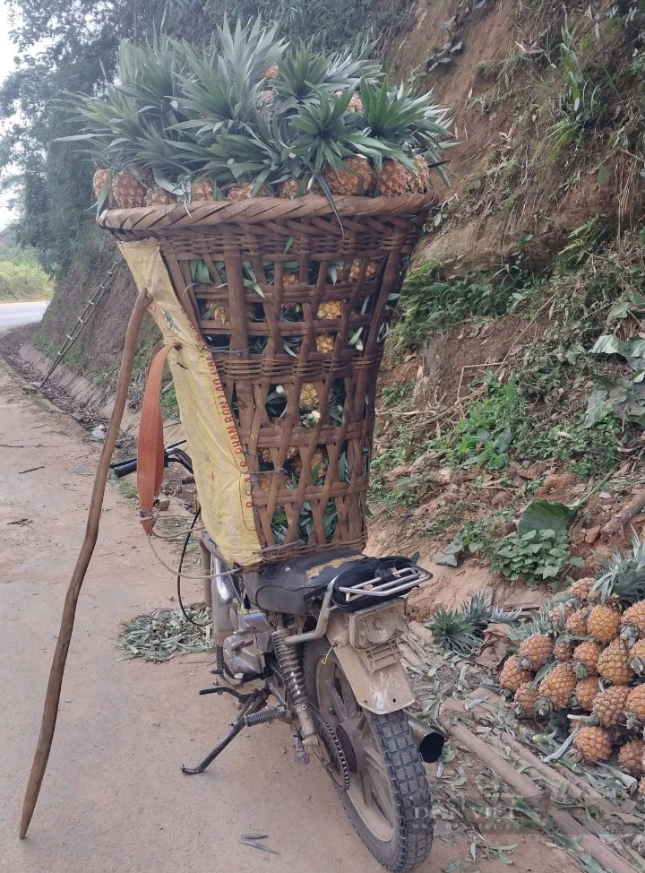 Tổ hội nông dân nghề nghiệp trồng dứa vùng biên ở Lào Cai mong muốn phát triển cây dứa bền vững - Ảnh 5.