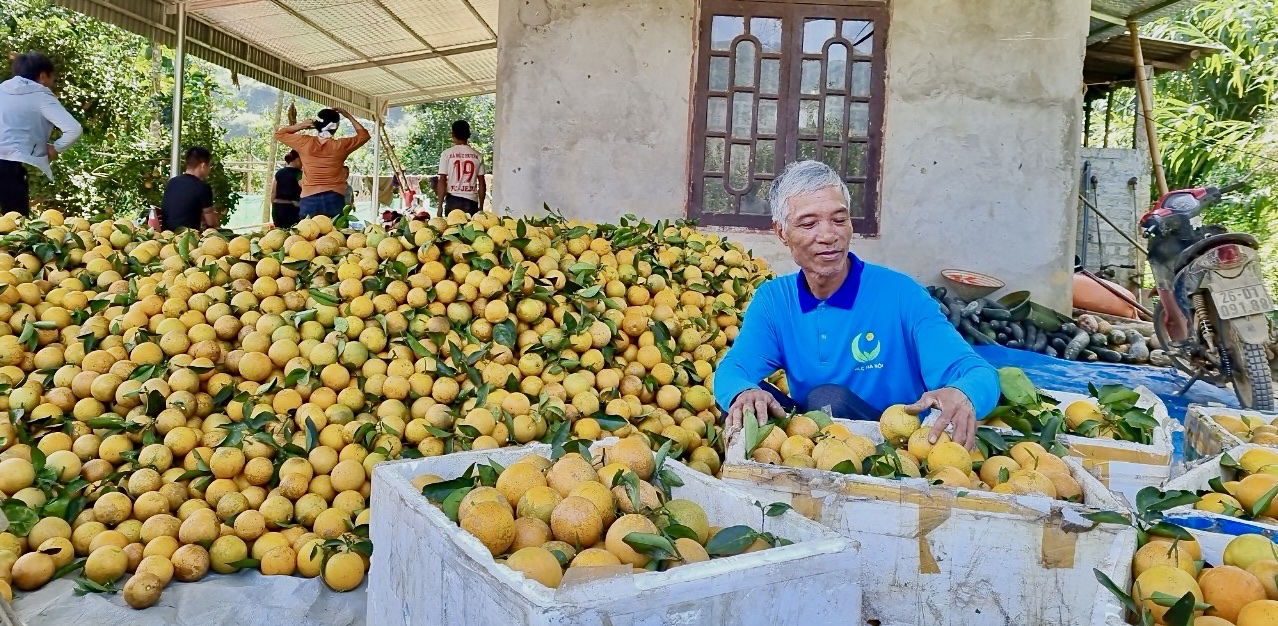 Lão nông thu tiền tỷ đầu tiên trong xã từ trồng cam trên đất đồi dốc khô cằn - Ảnh 1.
