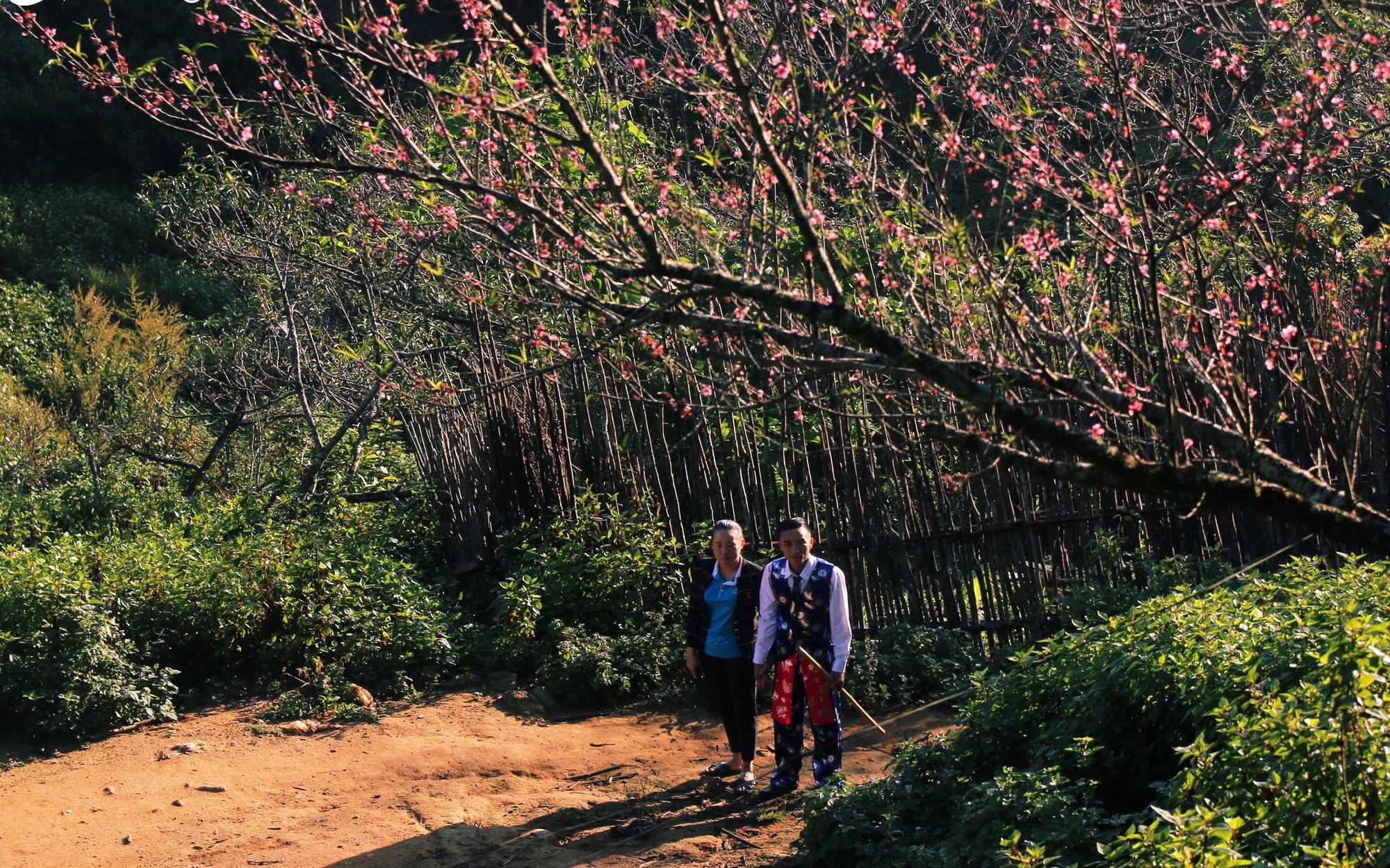 Đào cổ thụ nở rộ trong biển mây bồng bềnh trên đỉnh một ngọn núi cao ở một huyện của Nghệ An