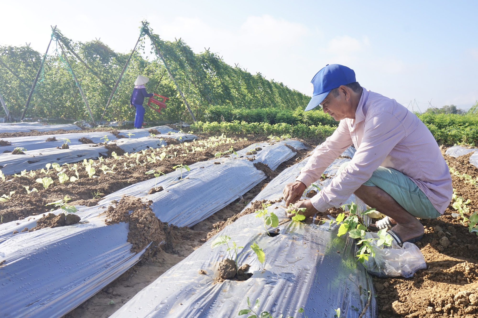 Nông dân vùng trồng rau lớn nhất tỉnh Quảng Nam háo hức xuống giống vụ Tết  - Ảnh 2.