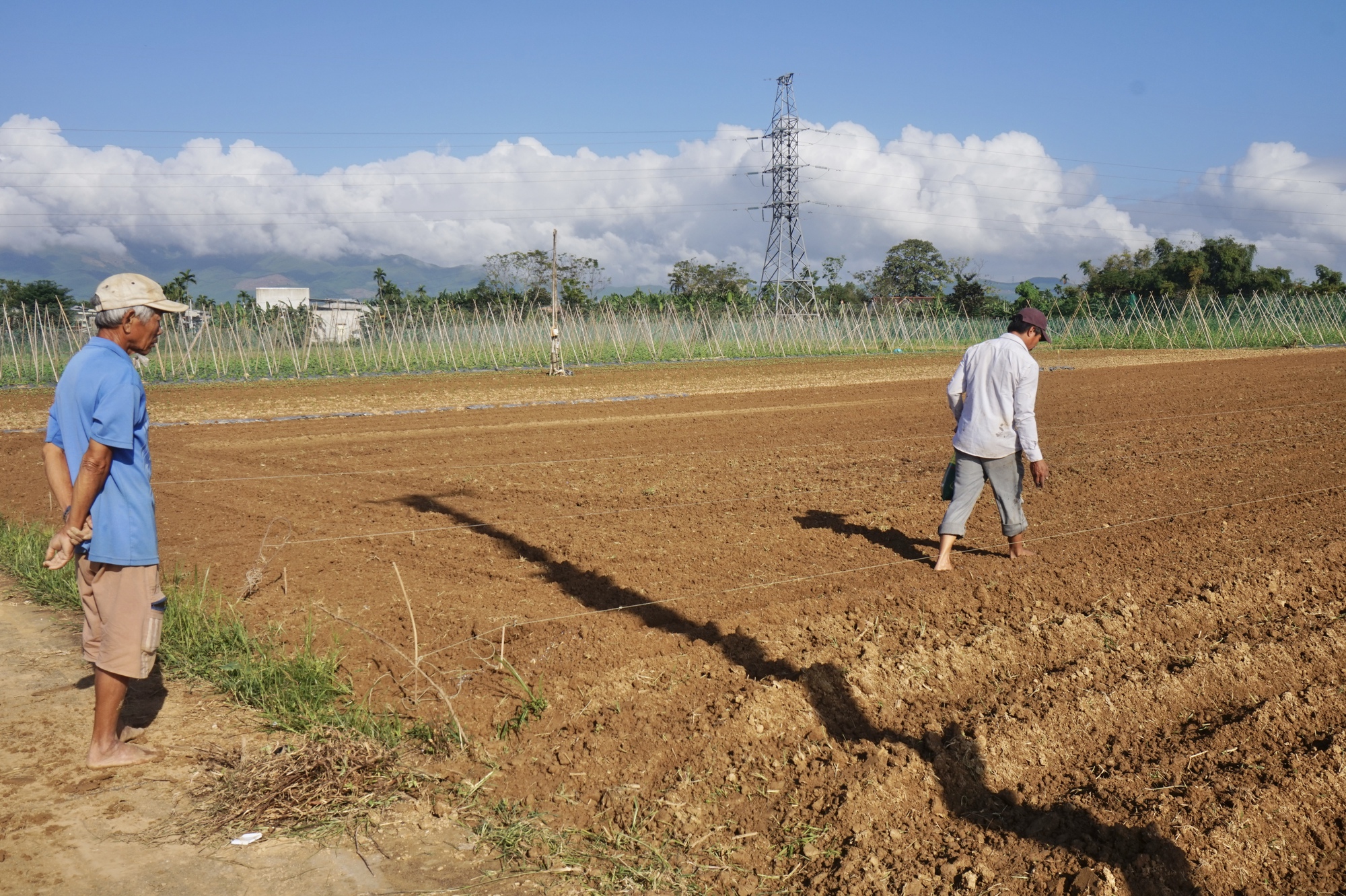 Nông dân vùng trồng rau lớn nhất tỉnh Quảng Nam háo hức xuống giống vụ Tết  - Ảnh 6.