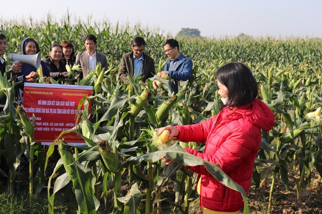 Liên kết trồng ngô ngọt, nông dân Bắc Giang được hỗ trợ phân bón, thuê máy bay không người lái  - Ảnh 3.