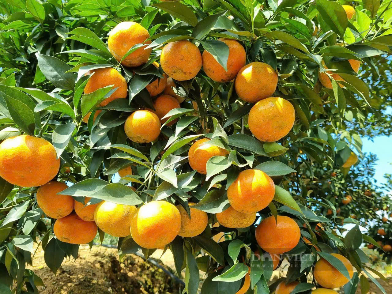 Lão nông thu tiền tỷ đầu tiên trong xã từ trồng cam trên đất đồi dốc khô cằn - Ảnh 2.