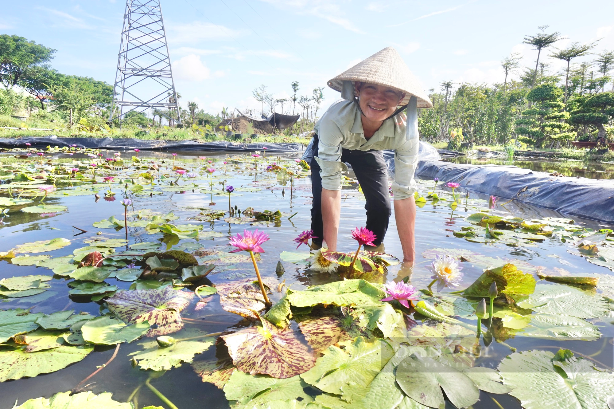 Trồng loài hoa “đỏng đảnh”, sống trong bùn mà ưa sạch, 9X Đà Nẵng thu lãi lớn- Ảnh 6.