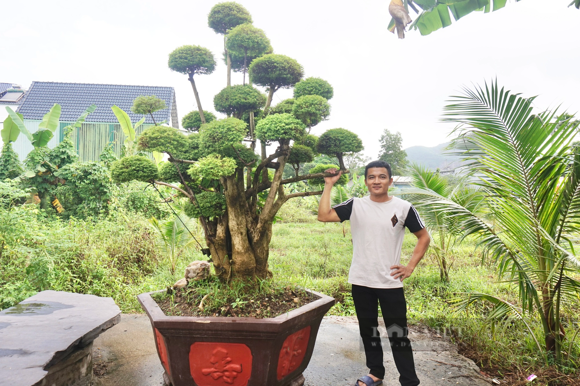 Đà Nẵng: Vườn trồng toàn cây cảnh, cây bonsai độc nhất, trai làng 9X bất ngờ “hái” ra tiền  - Ảnh 1.