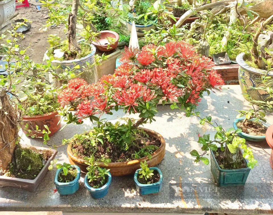 Đà Nẵng: Vườn trồng toàn cây cảnh, cây bonsai độc nhất, trai làng 9X bất ngờ “hái” ra tiền  - Ảnh 3.