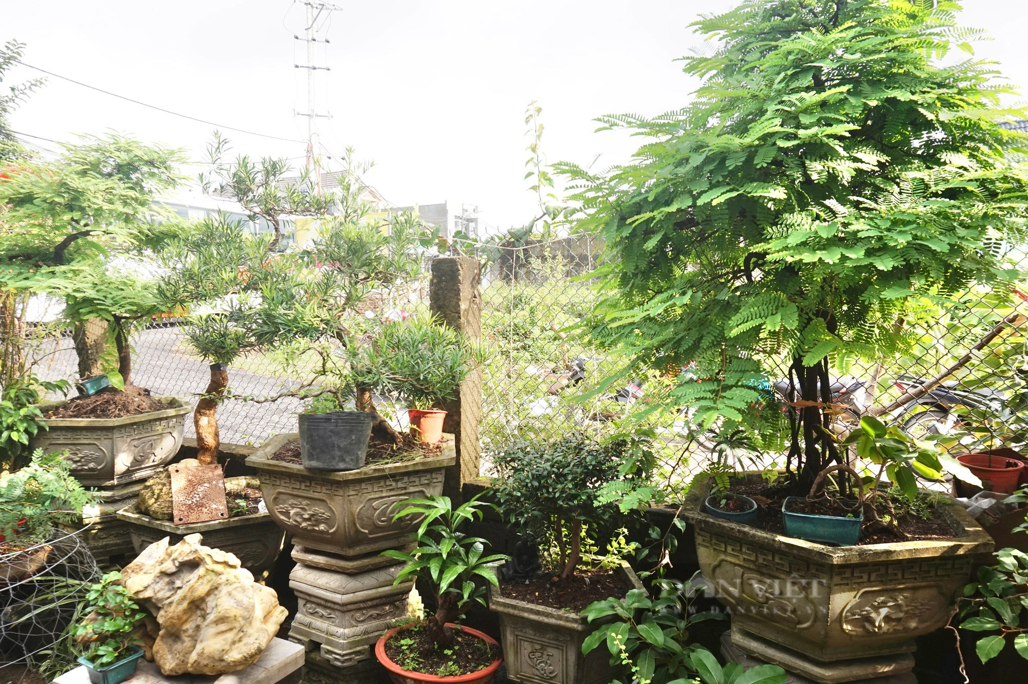 Đà Nẵng: Vườn trồng toàn cây cảnh, cây bonsai độc nhất, trai làng 9X bất ngờ “hái” ra tiền  - Ảnh 6.