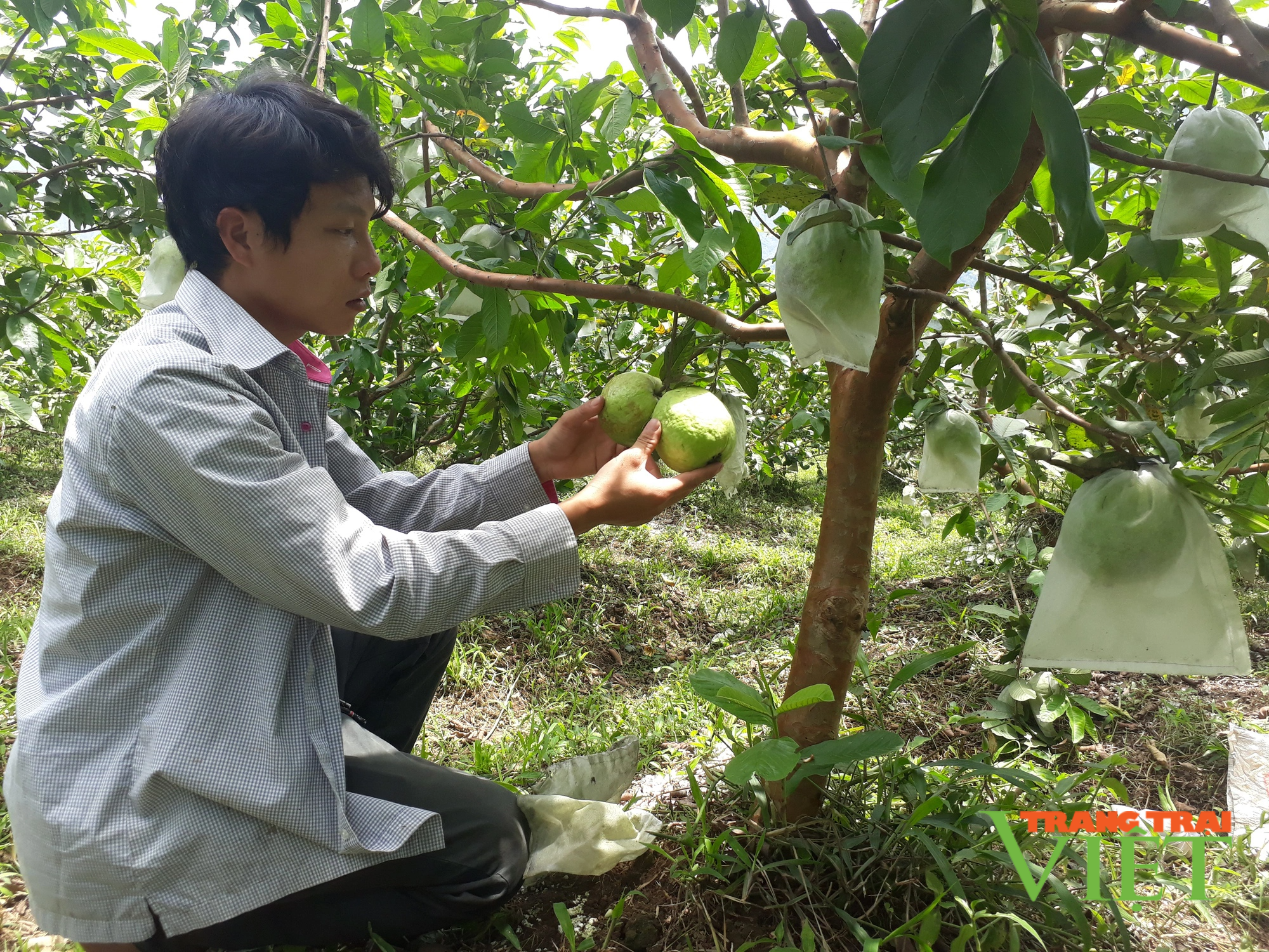 Lai Châu: Hỗ trợ nông dân chuyển đổi cơ cấu cây trồng vật nuôi, xây dựng nông thôn mới - Ảnh 1.