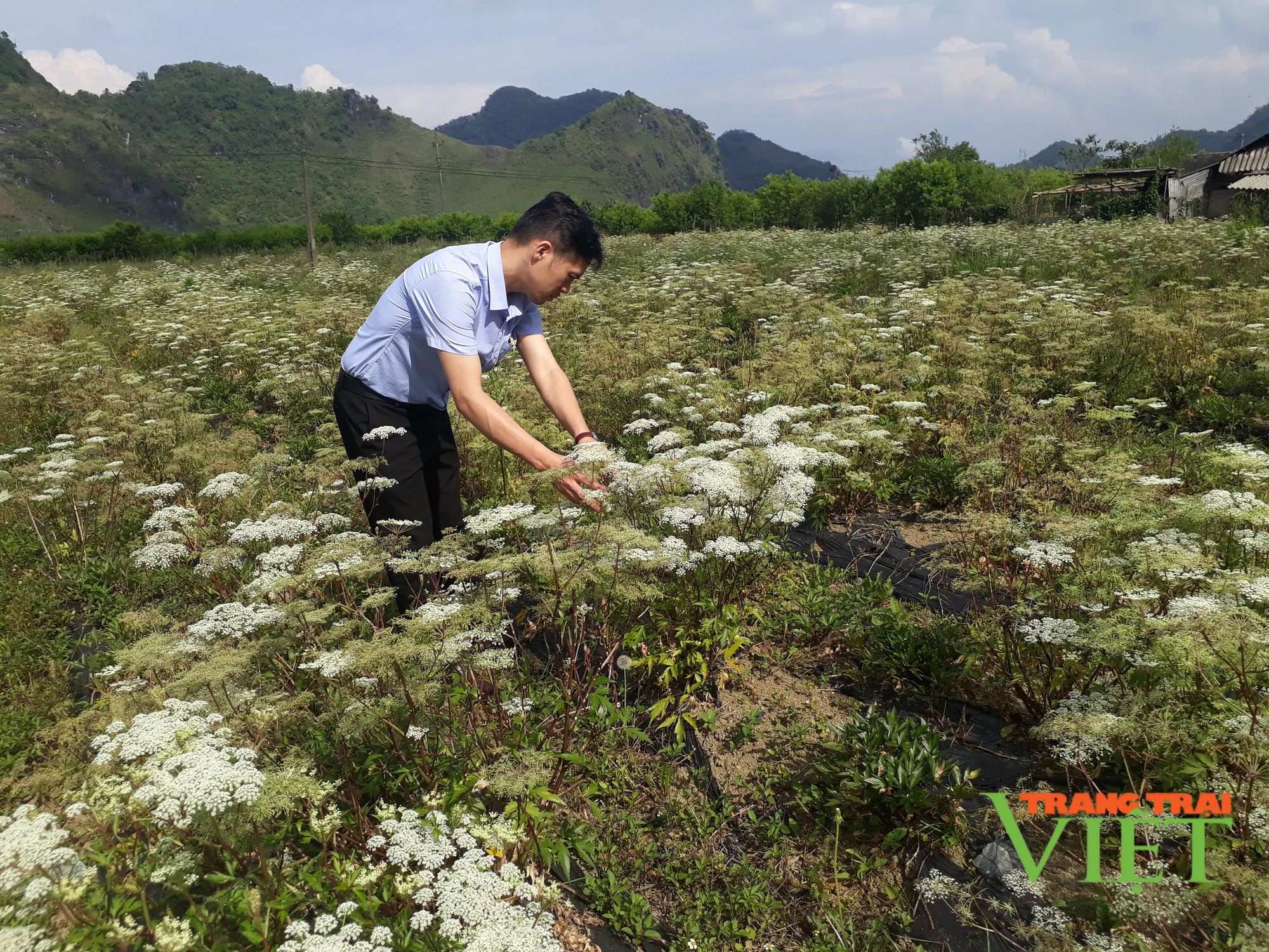 Lai Châu: Hỗ trợ nông dân chuyển đổi cơ cấu cây trồng vật nuôi, xây dựng nông thôn mới - Ảnh 2.