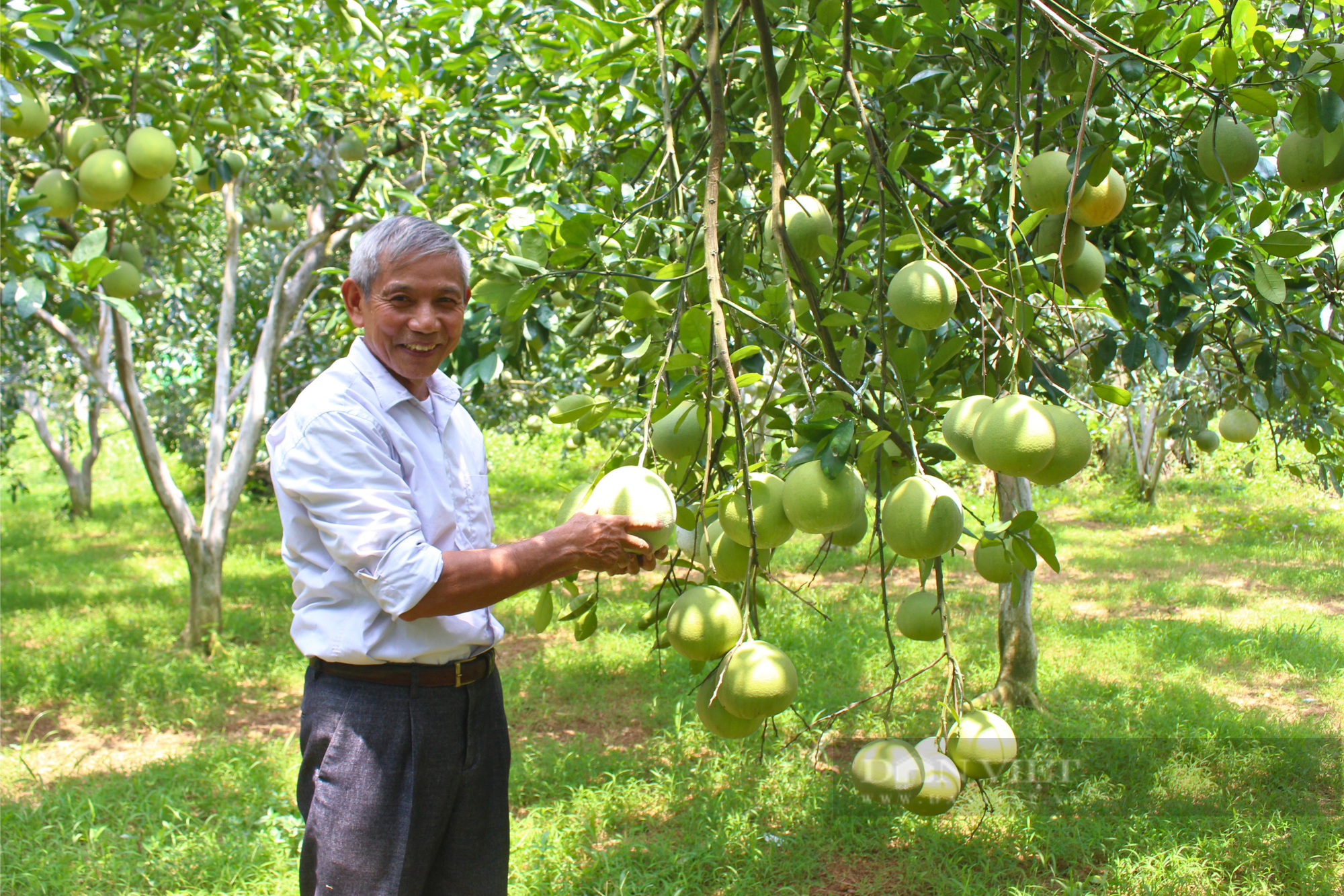 Mang lại giá trị 2.000 tỷ đồng, nhiều người dân Hà Nội có thu nhập cao từ trồng một loại quả đặc sản  - Ảnh 3.