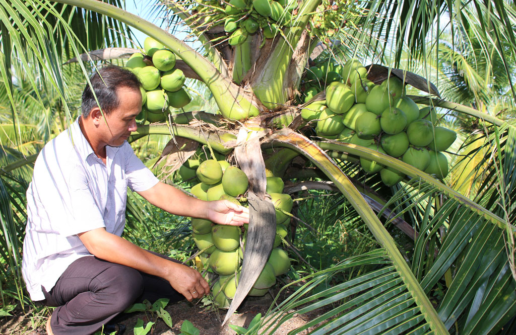 Đây là những cây trồng mới đang mang lại thu nhập tốt hơn hẳn cho nông dân Long An - Ảnh 4.